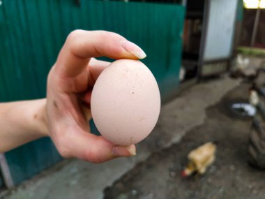 Bir kadının eli taze bir tavuk yumurtasını yakından tutuyor.