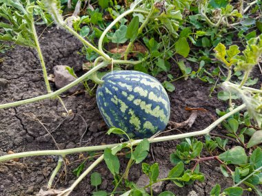 Bitkiler arasında tarlada büyüyen küçük karpuz