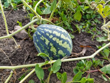 Bitkiler arasında tarlada büyüyen küçük karpuz