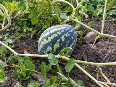 Bitkiler arasında tarlada büyüyen küçük karpuz