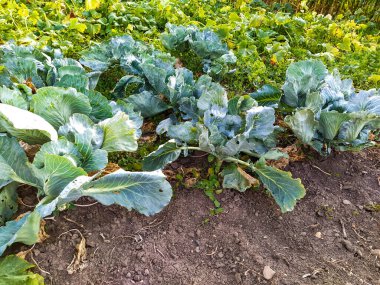 Bahçede lahana yetişiyor.