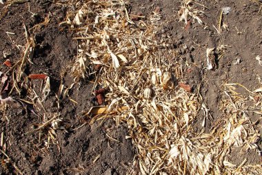 Hasattan sonra kuru mısır kalıntıları.