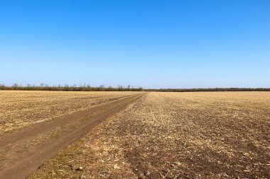 Toprakta mısır kalıntıları var.