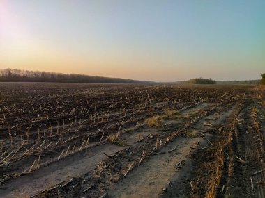 Hasattan sonra mısır kalıntılarıyla sürülmüş.