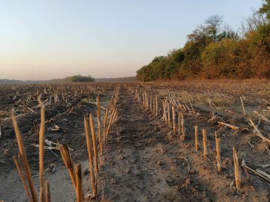 Hasattan sonra yaz mısır tarlası