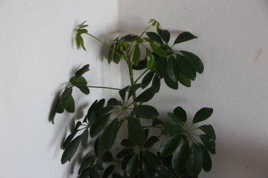 Köşede beyaz duvarın karşısında kapalı bir tesis var.