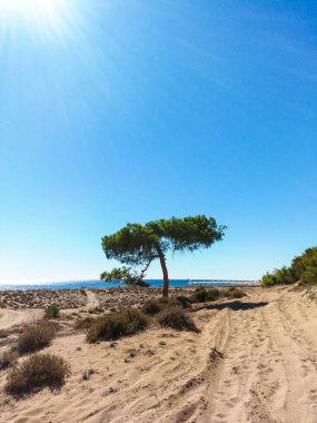 Türkiye 'nin Kenarı' ndaki sahilde yapayalnız çam ağacı
