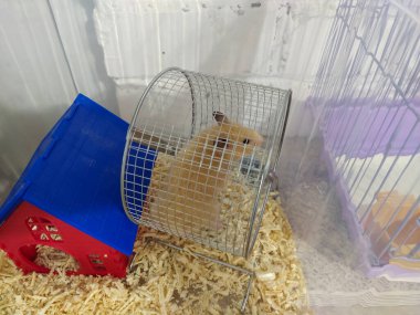 Suriyeli hamster kemirgen tekerleğinde