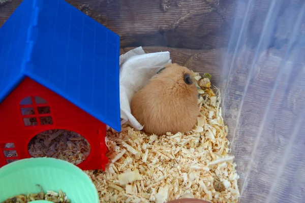 Hamster kafesinde uyuyor.