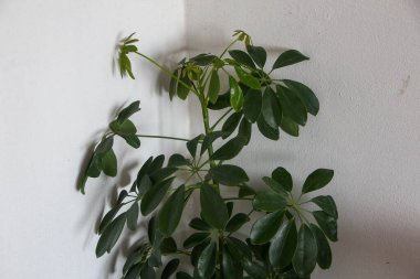 Köşede beyaz duvarın karşısında kapalı bir tesis var.