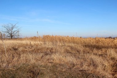 Alanın ortasında sazlıklar, alan ve elektrik direkleri var.