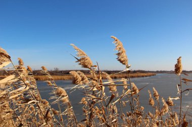 Reed rüzgarla birlikte gölün arka planına doğru eğildi.