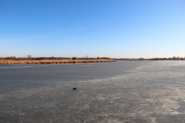 Sazlıklarda donmuş göl kıyısı ve mavi gökyüzü