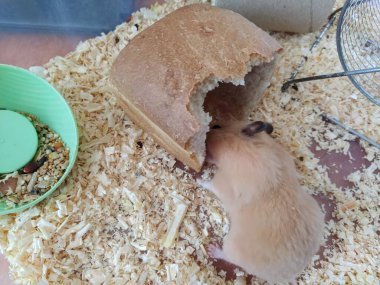 Suriyeli hamster bir somun ekmek yiyor.