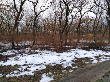 Karlı kış ormanı