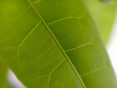 Yeşil bitki yaprağı makroyu kapat