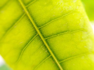 Yeşil bitki yaprağı makroyu kapat