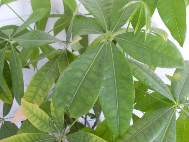 Çalı yapraklı yeşil ev bitkisi