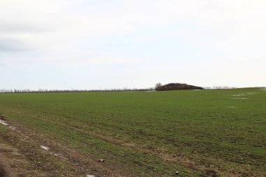 Küçük buğday filizleriyle sürülmüş tarla