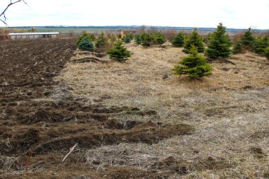 Küçük çam ağaçları olan bir çocuk bahçesi.