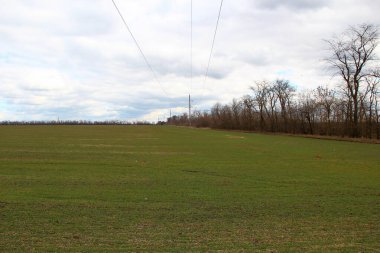 Buğday tohumu ile bahar tarlası