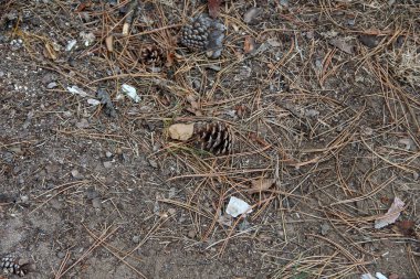 İğnelerin yanında yerde çam kozalağı var.