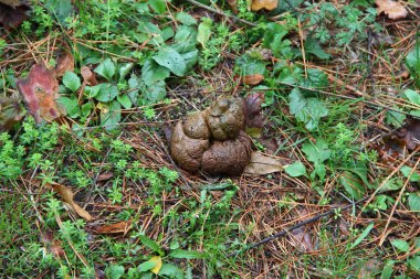 Pile of the dog shit on the ground in the park, close up