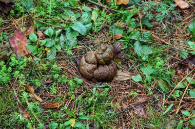 Pile of the dog shit on the ground in the park, close up