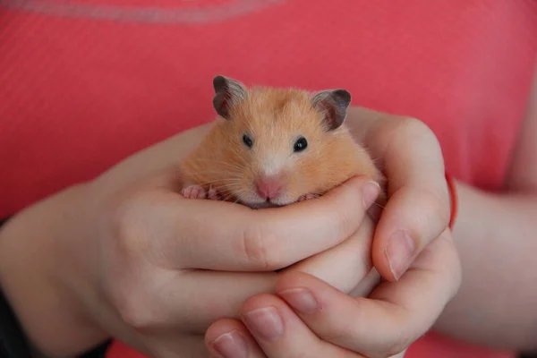 Kız elinde bir hamster tutuyor.