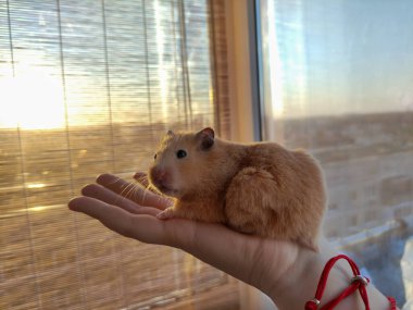 Kadın ellerinde Suriye hamsterı