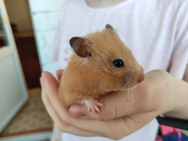 Kadın ellerinde Suriye hamsterı