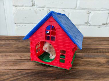 Suriye portakalı hamster 'ı kırmızı evinde saklanıyor