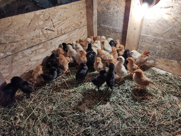Små Kycklingar Fjäderfäfarm — Stockfoto