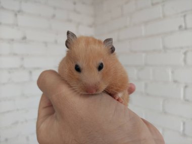 Şirin Suriyeli hamster sahibinin ellerinde.