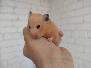 Şirin Suriyeli hamster sahibinin ellerinde.