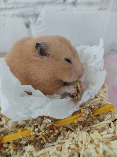 Hamster Comer Comida Sua Gaiola Close — Fotografia de Stock