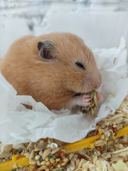 Cute Hamster Eating Food His Cage Close — Stock Photo, Image