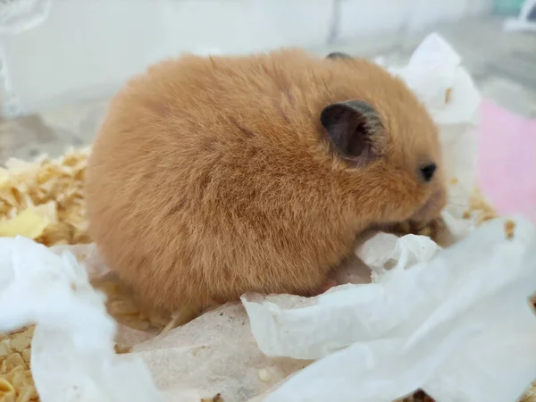 Hamster Comer Comida Sua Gaiola Close — Fotografia de Stock