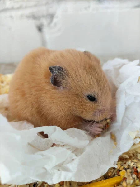 Lindo Hámster Comiendo Comida Jaula Cerca —  Fotos de Stock