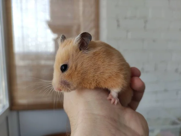 Bonito Hamster Sírio Nas Mãos Proprietário — Fotografia de Stock