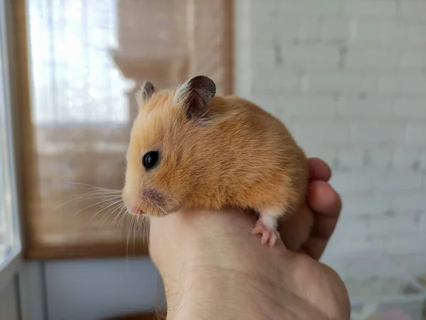 Cute Syrian Hamster Owner Hands — Stock Photo, Image