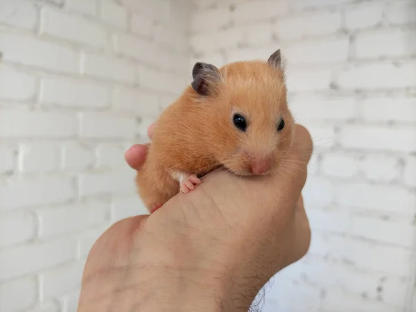 Niedlicher Syrischer Hamster Den Händen Des Besitzers — Stockfoto