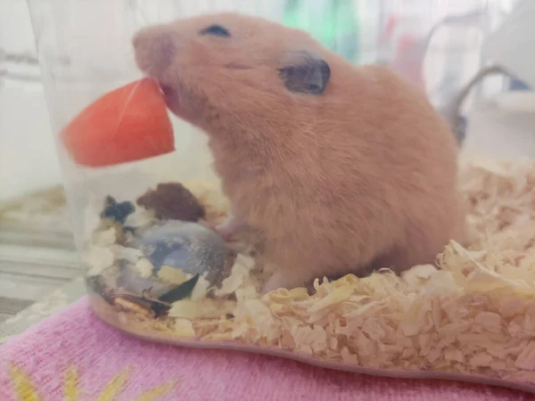 Lindo Hámster Sirio Comiendo Zanahoria Jaula —  Fotos de Stock