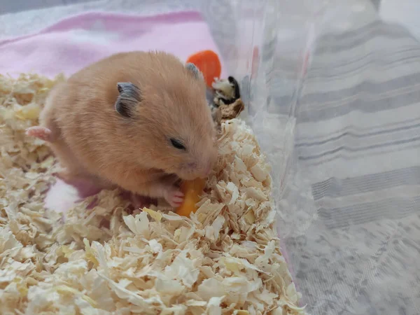 Bonito Hamster Sírio Come Uma Cenoura Com Uma Perna Levantada — Fotografia de Stock