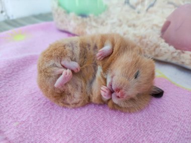 Suriyeli hamster yan yatmış, kulağı dışarı çıkmış.