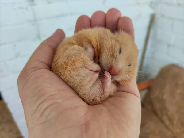 Hamster Bonito Dorme Uma Mão Enrolada — Fotografia de Stock