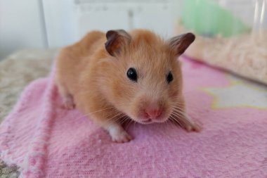 Az önce uyanan ürkek Suriyeli hamster