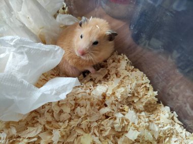 Uykulu şirin hamster uyandı ve hiçbir şey anlamadı.