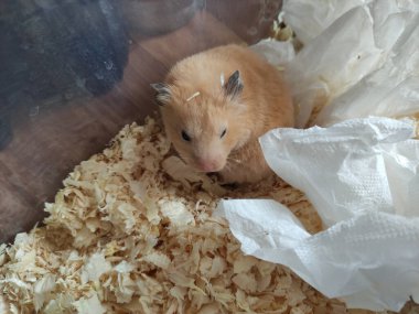 Uykulu şirin hamster uyandı ve hiçbir şey anlamadı.