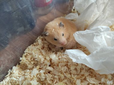 Uykulu şirin hamster uyandı ve hiçbir şey anlamadı.